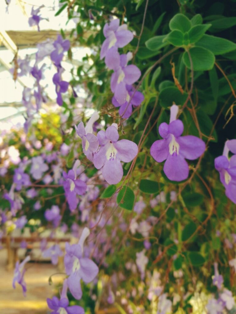 Flower beds, photo 2