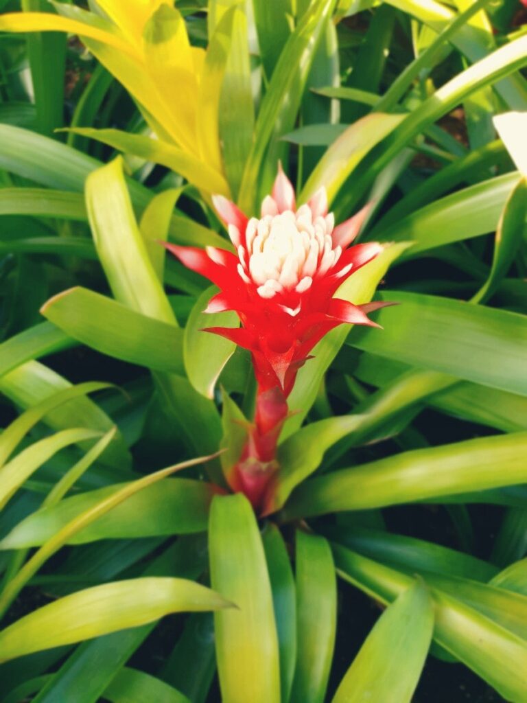 Colorful flower beds, photo 2
