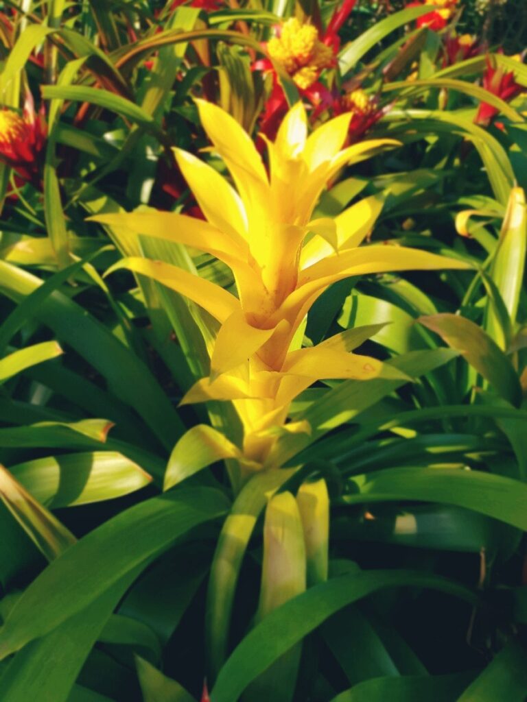 Flower beds in bloom