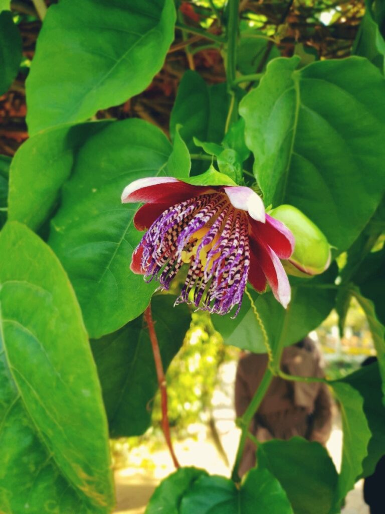 Flower beds in bloom, photo 2