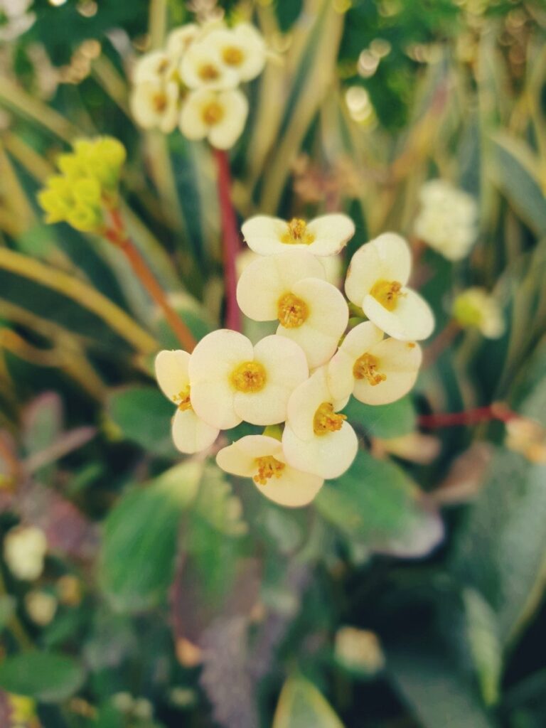 Garden flower beds