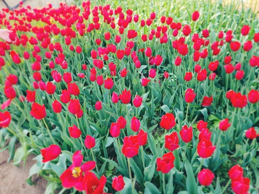 Tulip field