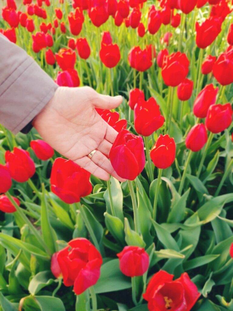 Tulip field, photo 2