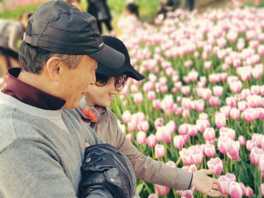 Tulips close-up