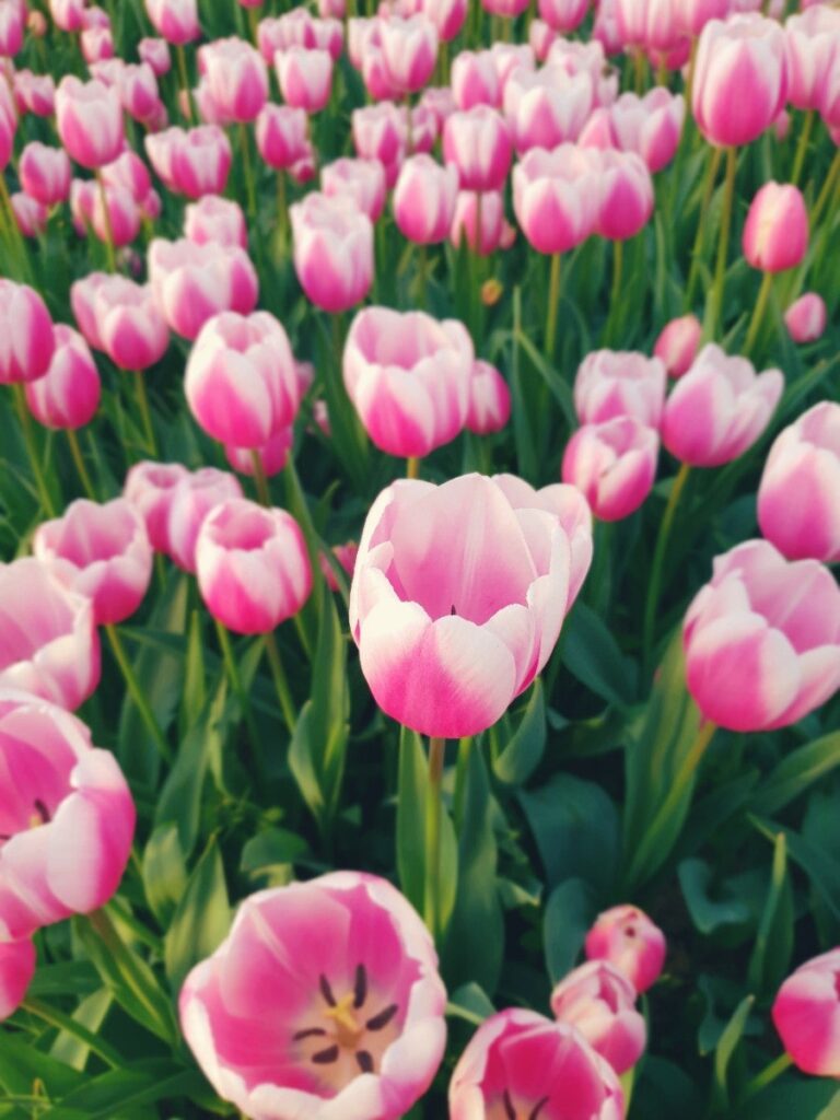 Tulip field panorama