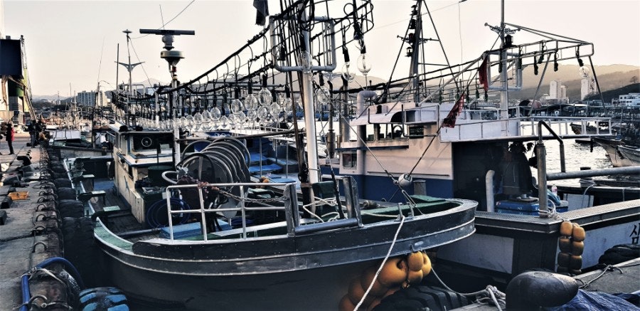 Mukho Port Snow Crab: Mukho Port
