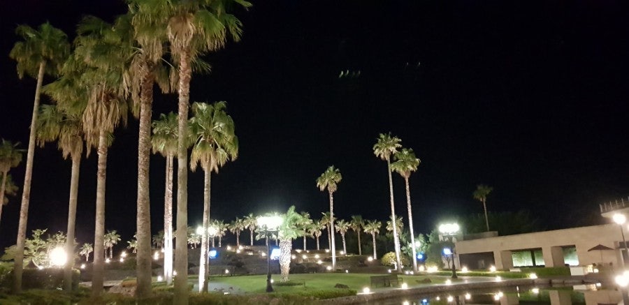 Palm trees, photo 2