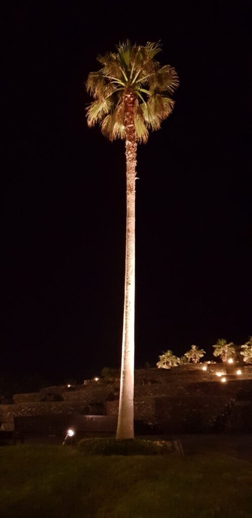 Palm trees, photo 6
