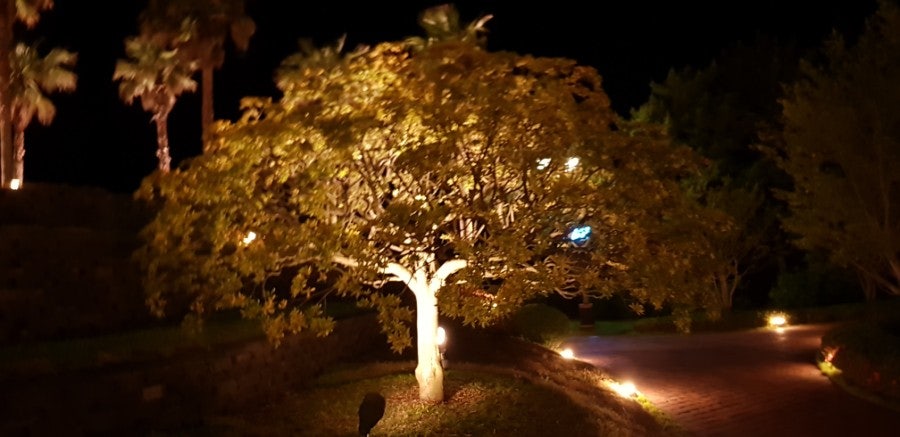 Palm trees, photo 7