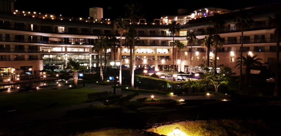 Palm trees, photo 8