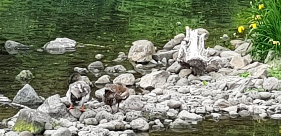 Carp and ducks at the pond