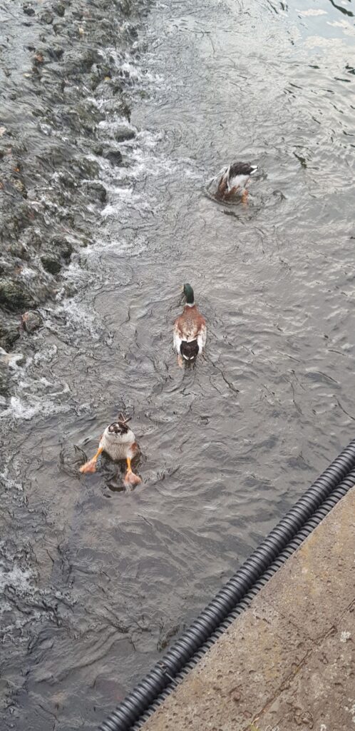 Carp and ducks at the pond, photo 2