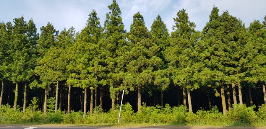 Saryeoni Forest entrance