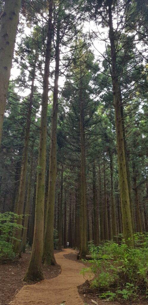 Well-kept forest path