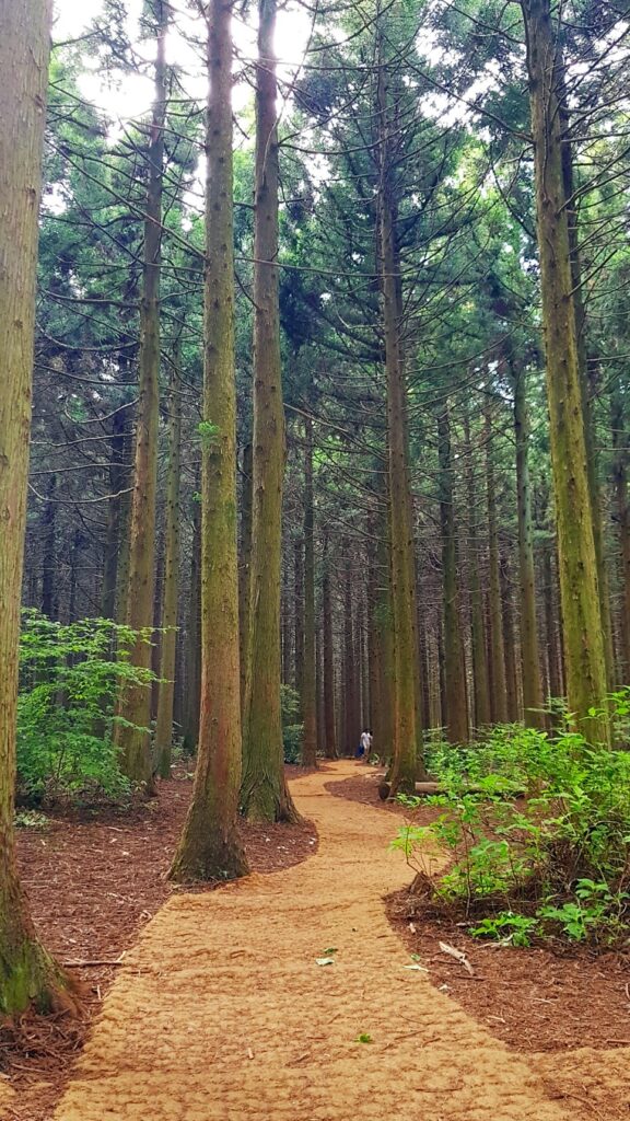 Well-kept forest path, photo 2