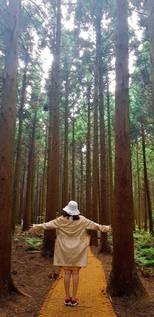 Towering cedar trees