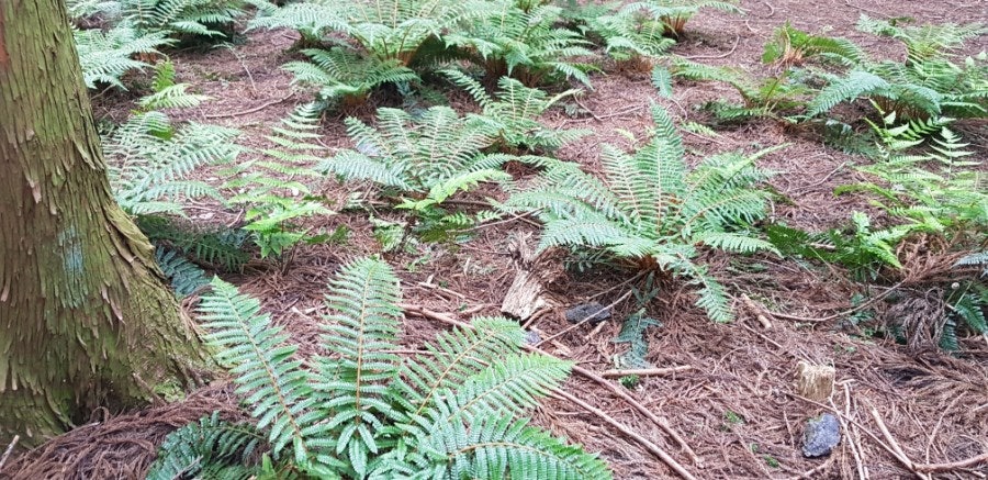 Saryeoni Forest proof shot