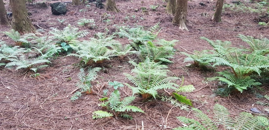 Saryeoni Forest proof shot, photo 2