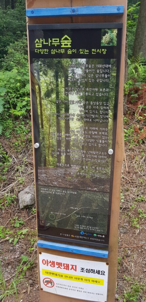 Mysterious forest plant