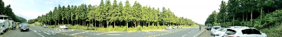 Mysterious forest plant, photo 2