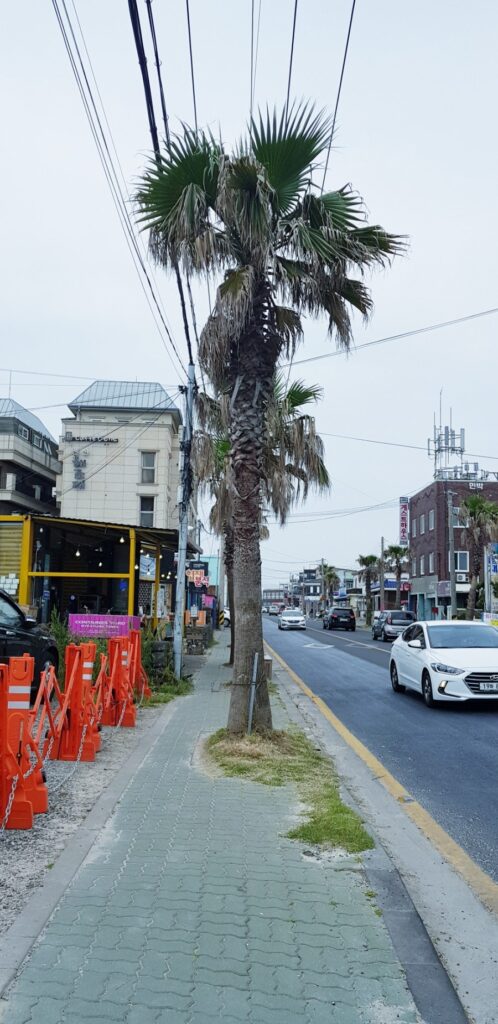 Cute snack shops near Hyeopjae Beach, photo 13