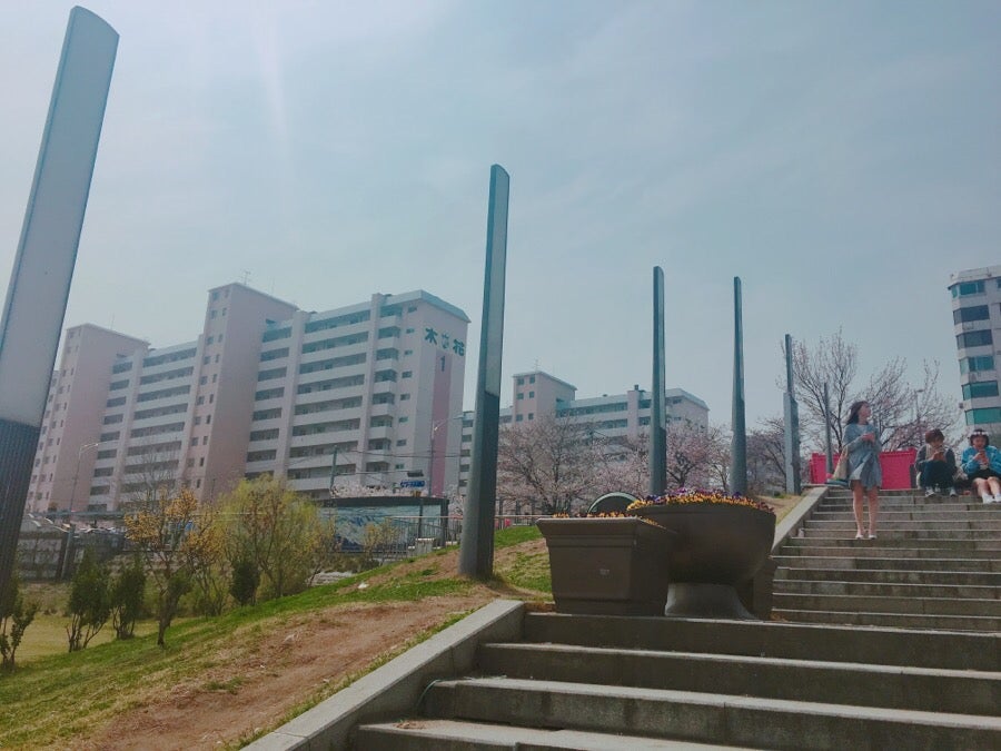 Walking to the Yeouido cherry blossom festival venue, photo 1
