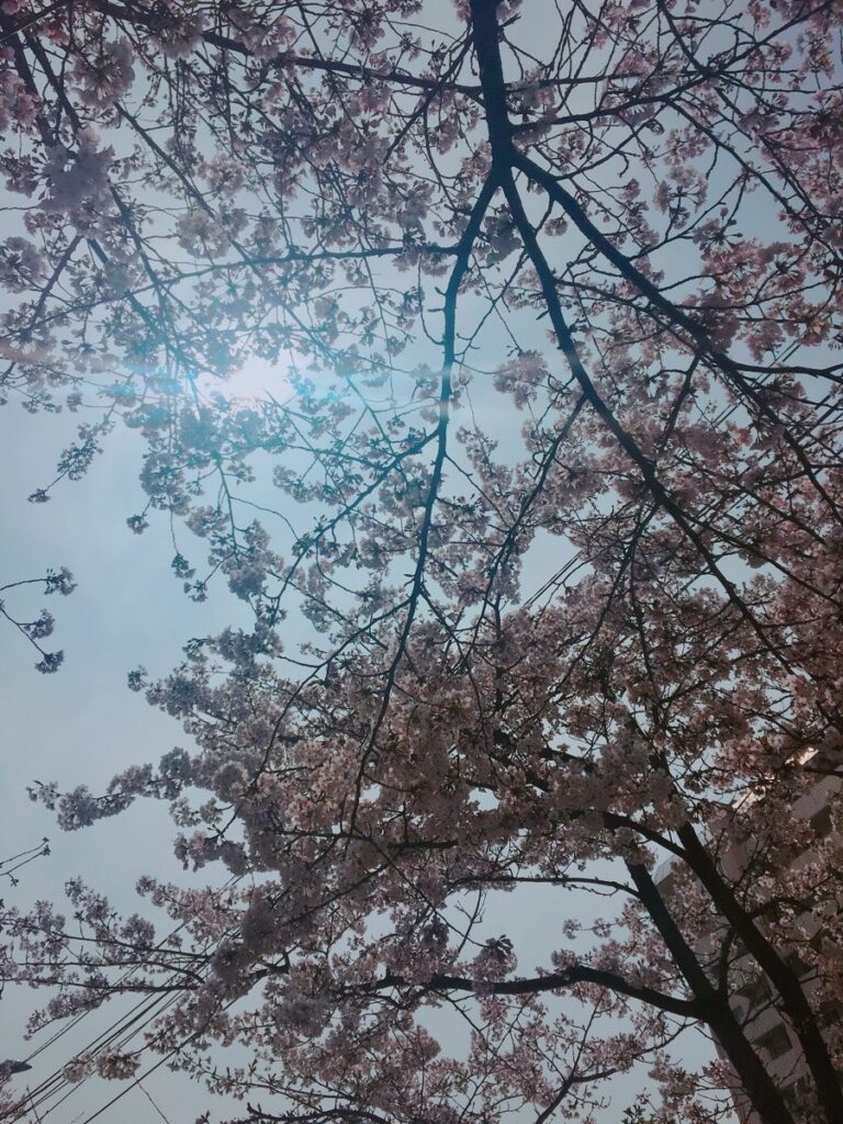 벚꽃 피크닉 페스티벌