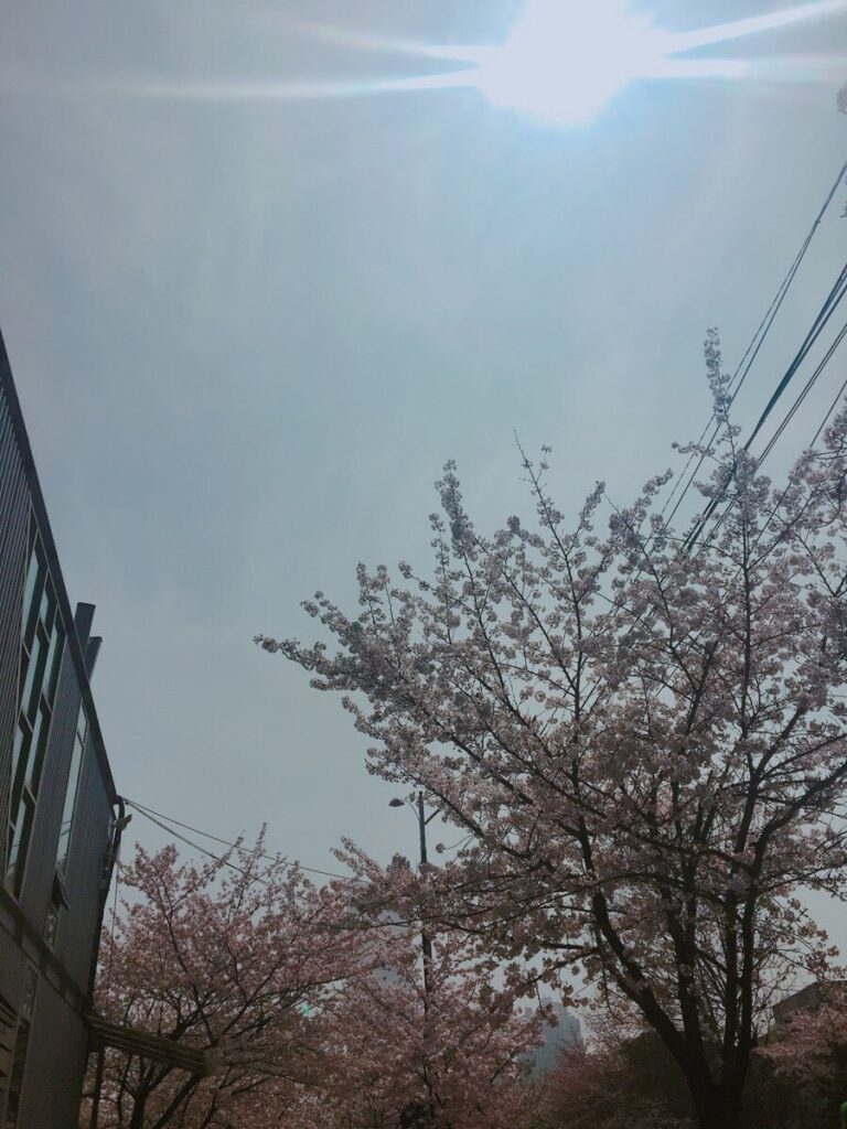 벚꽃 피크닉 페스티벌