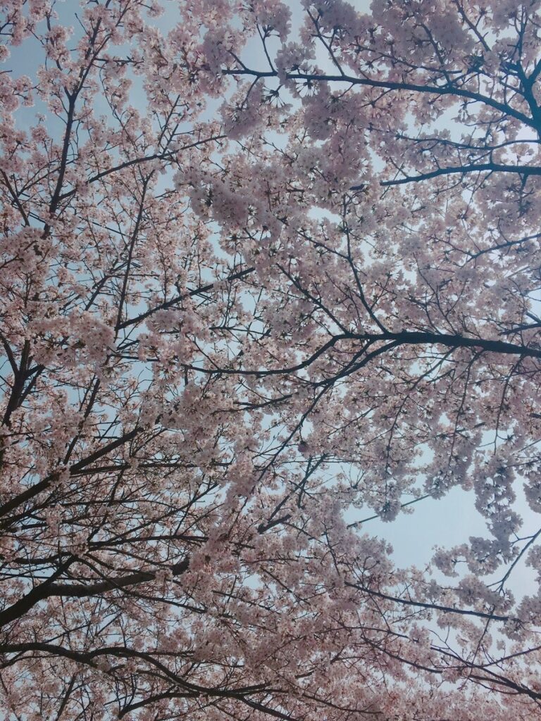 벚꽃 피크닉 페스티벌