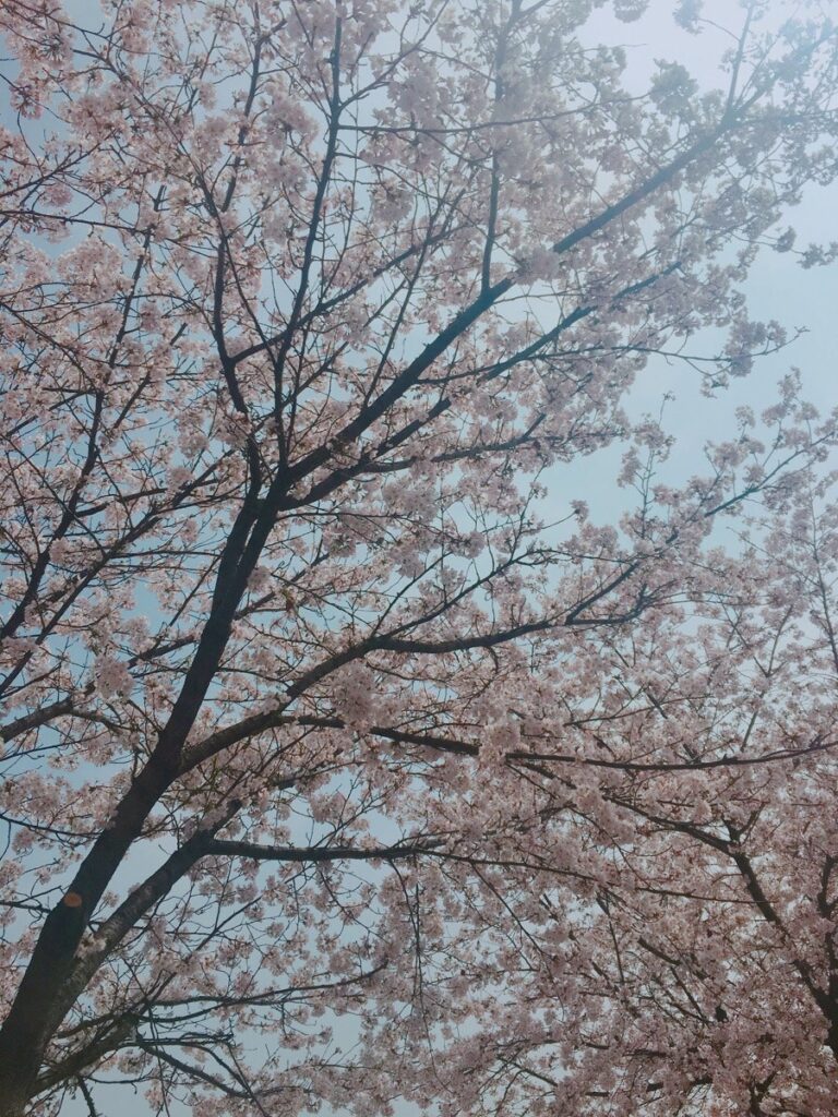벚꽃 피크닉 페스티벌