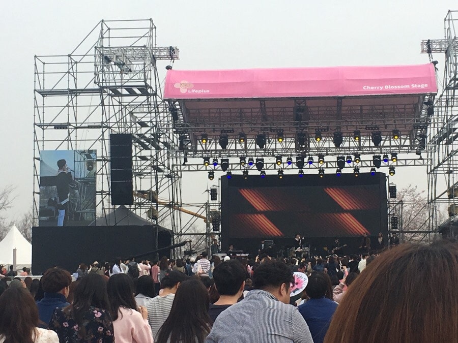 벚꽃 피크닉 페스티벌