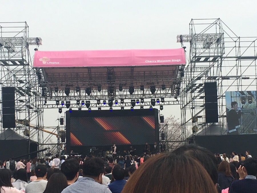 벚꽃 피크닉 페스티벌