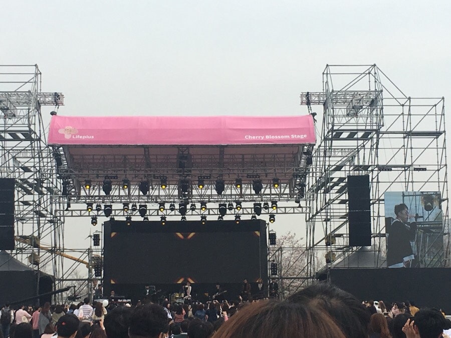 벚꽃 피크닉 페스티벌