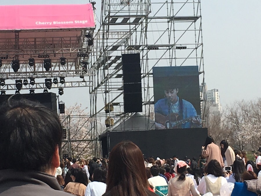 벚꽃 피크닉 페스티벌
