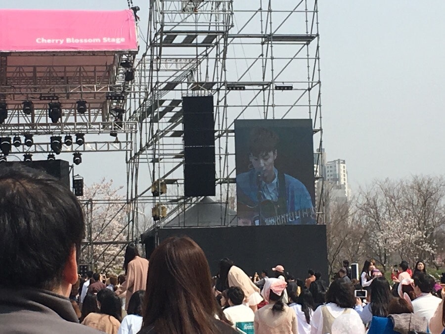 벚꽃 피크닉 페스티벌