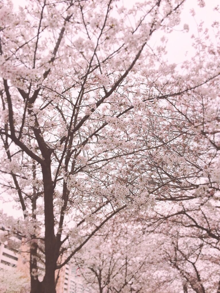 벚꽃 피크닉 페스티벌