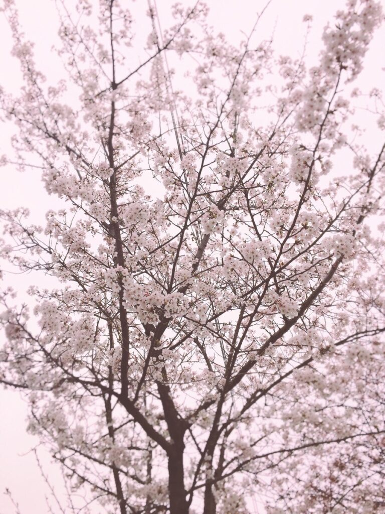 벚꽃 피크닉 페스티벌
