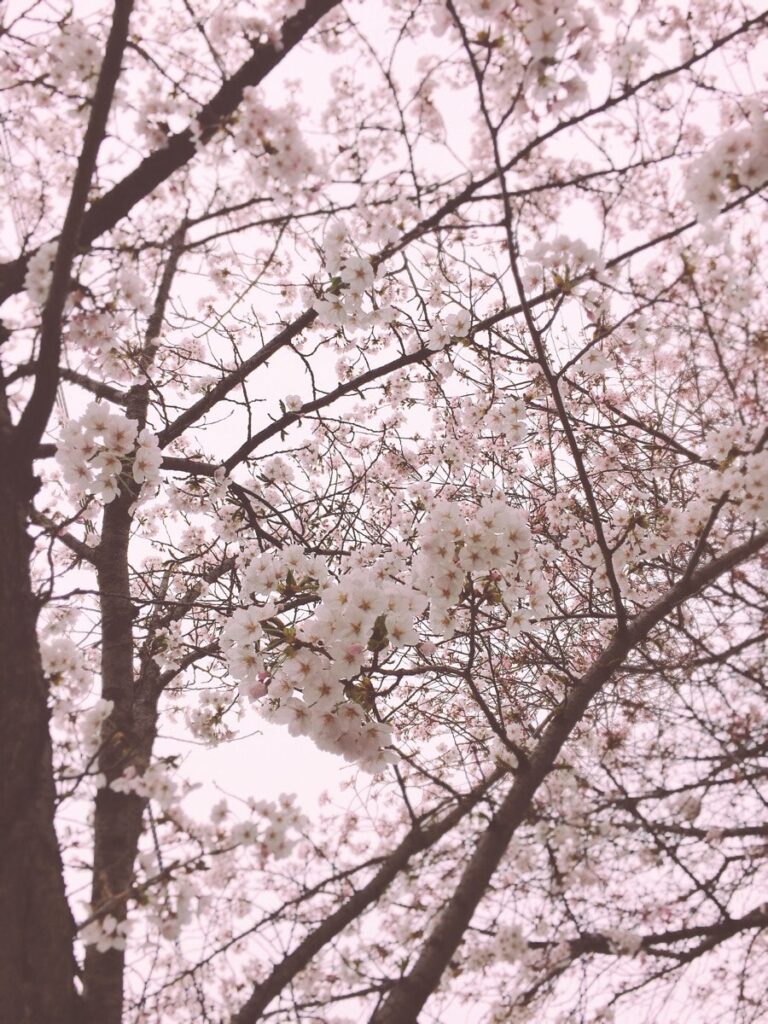 벚꽃 피크닉 페스티벌