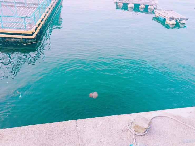 Geoje Windy Hill: Giant jellyfish in the sea