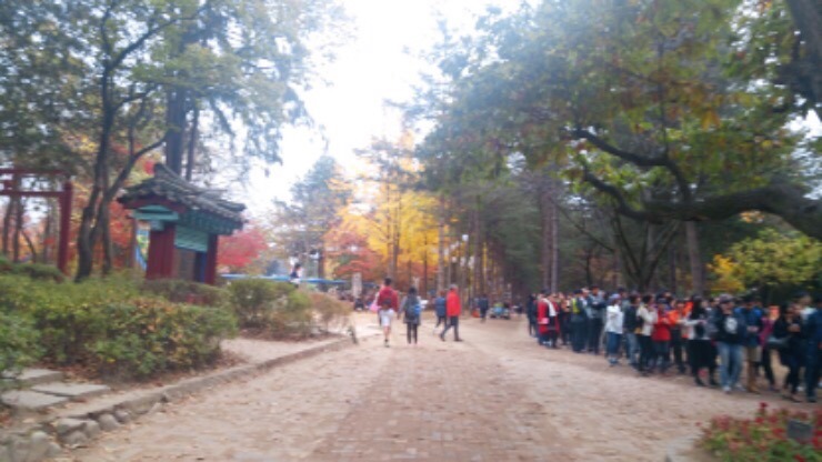 Fall foliage