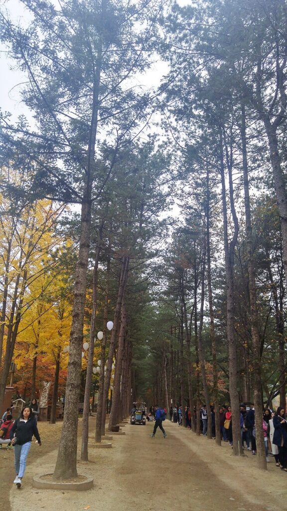 Colorful canopy