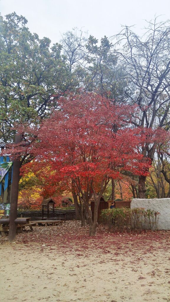 Leaf-covered path