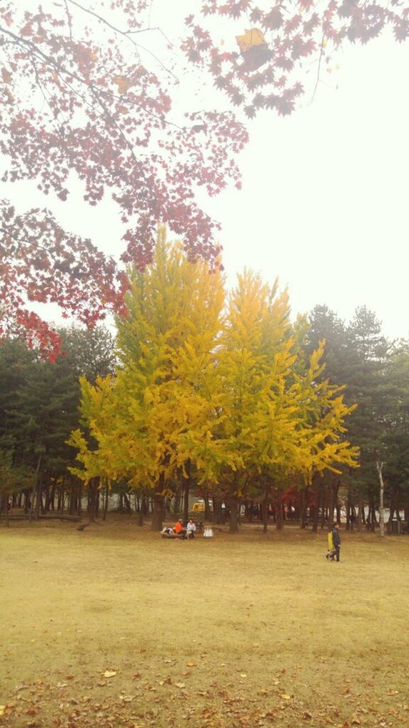 Ginkgo lane walk