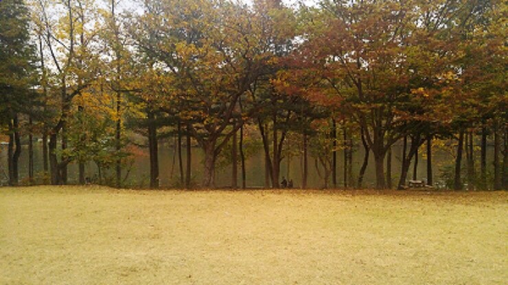 Nami Island maple road