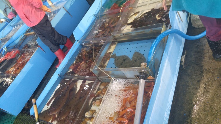 Dongmyeong Port Sokcho: Dongmyeong live fish center