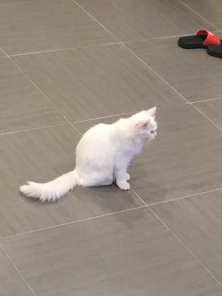 안양 만화카페