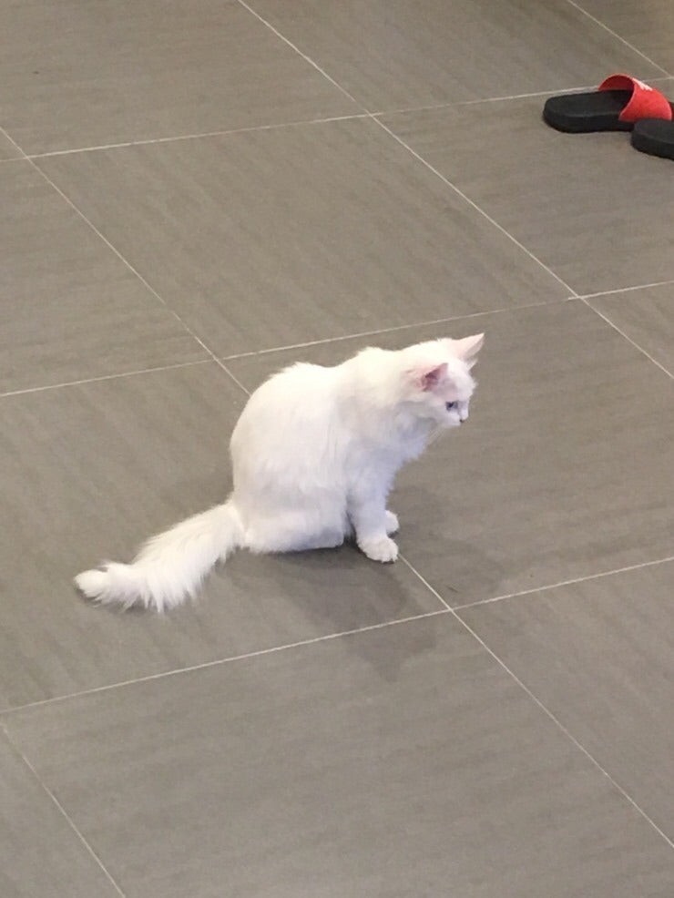 안양 만화카페