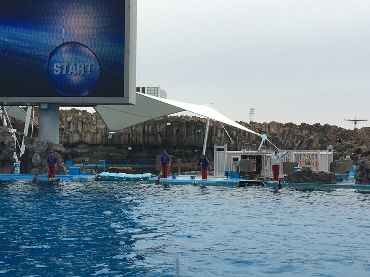 Opening video at the dolphin show
