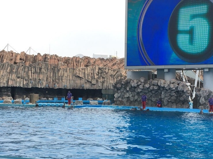 Dolphin show beginning