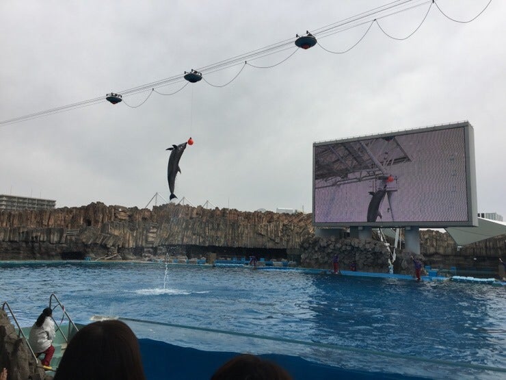 Dolphins performing